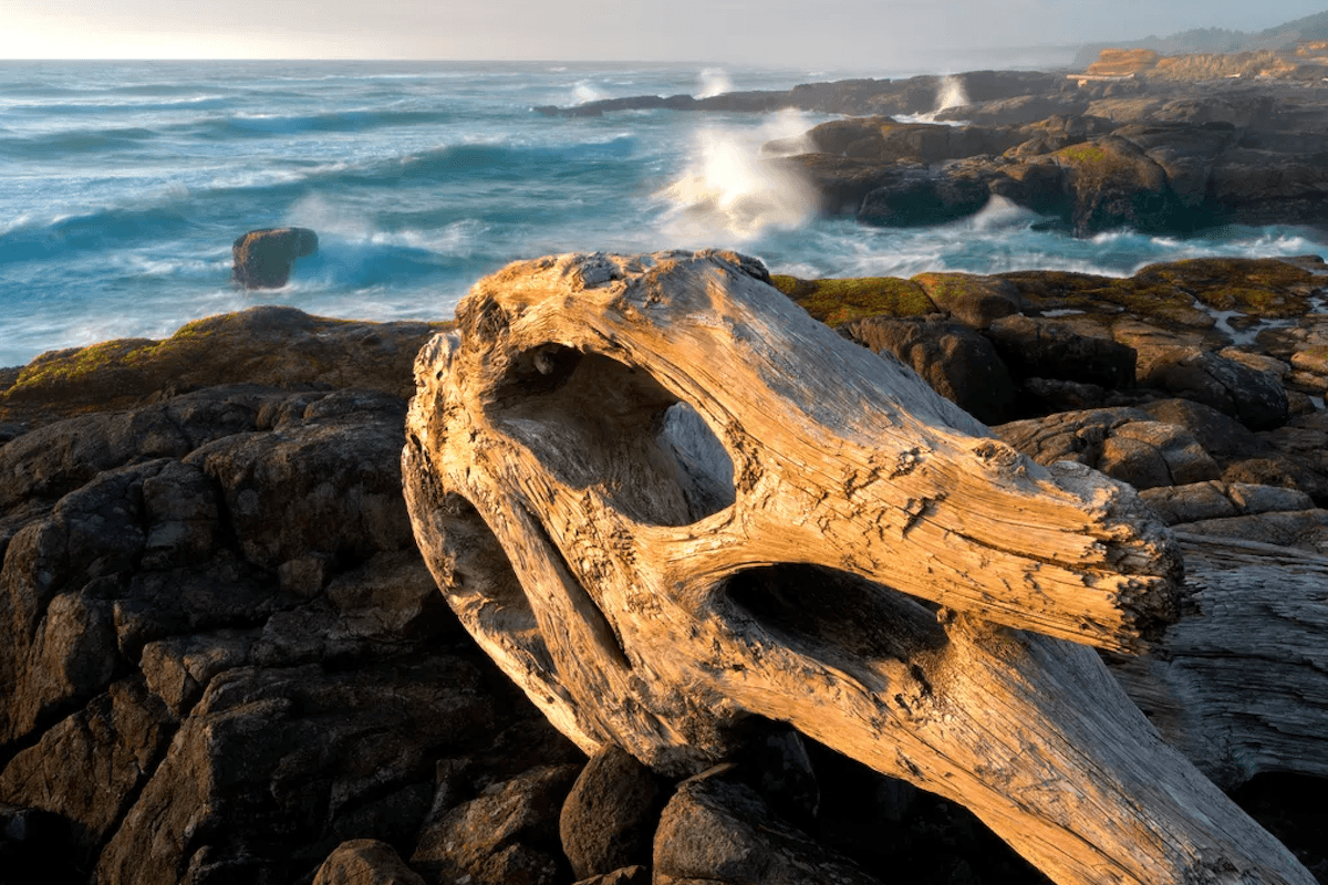 Driftwood half in an half out of the water