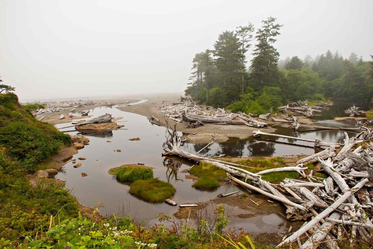 Driftwood along a river ecosystem showing natural wood accumulation, water flow, and wildlife habitat