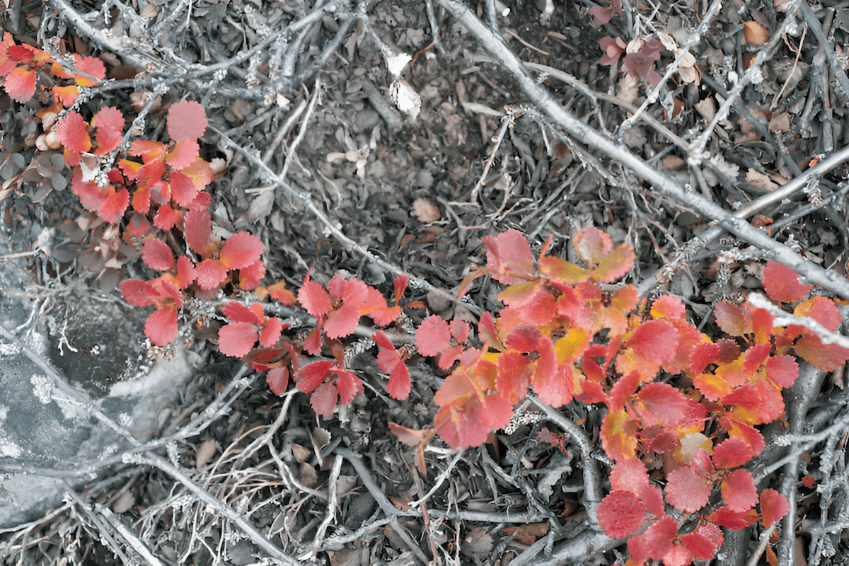 Dwarf birch, a low-growing shrub-like tree common in arctic and subarctic regions