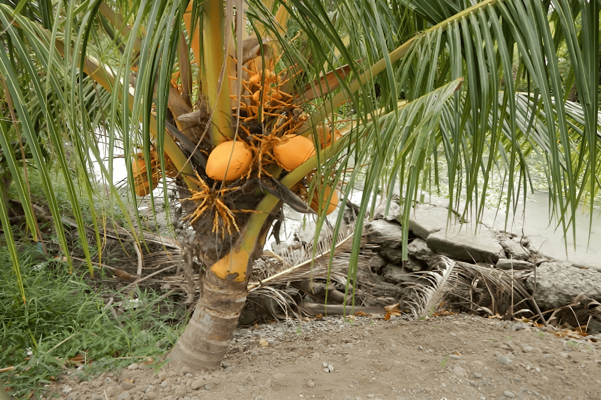 Dwarf coconut tree bearing fruit at low height
