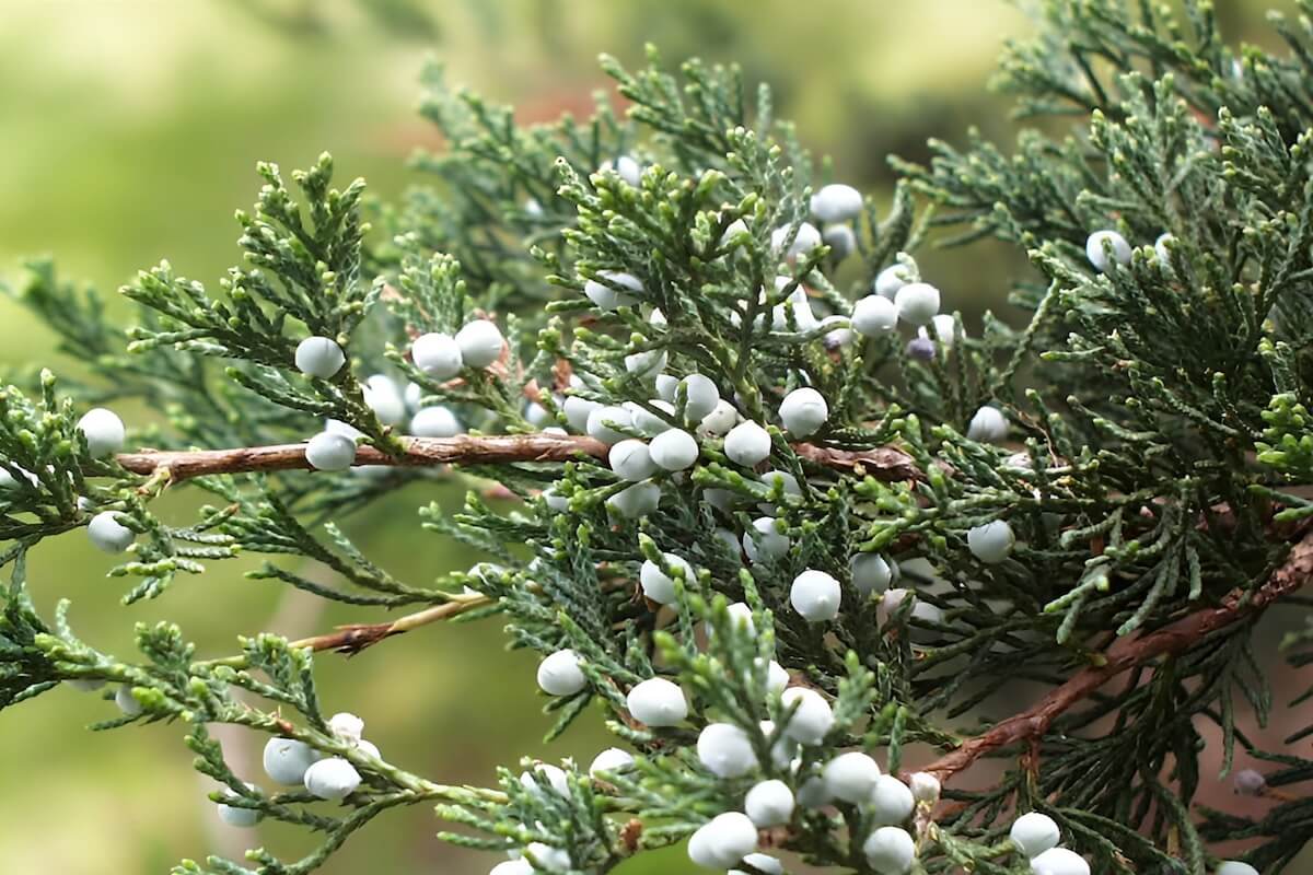 Eastern redcedar encroaching into an Iowa pasture (tree seedlings and small cedars in grassland)