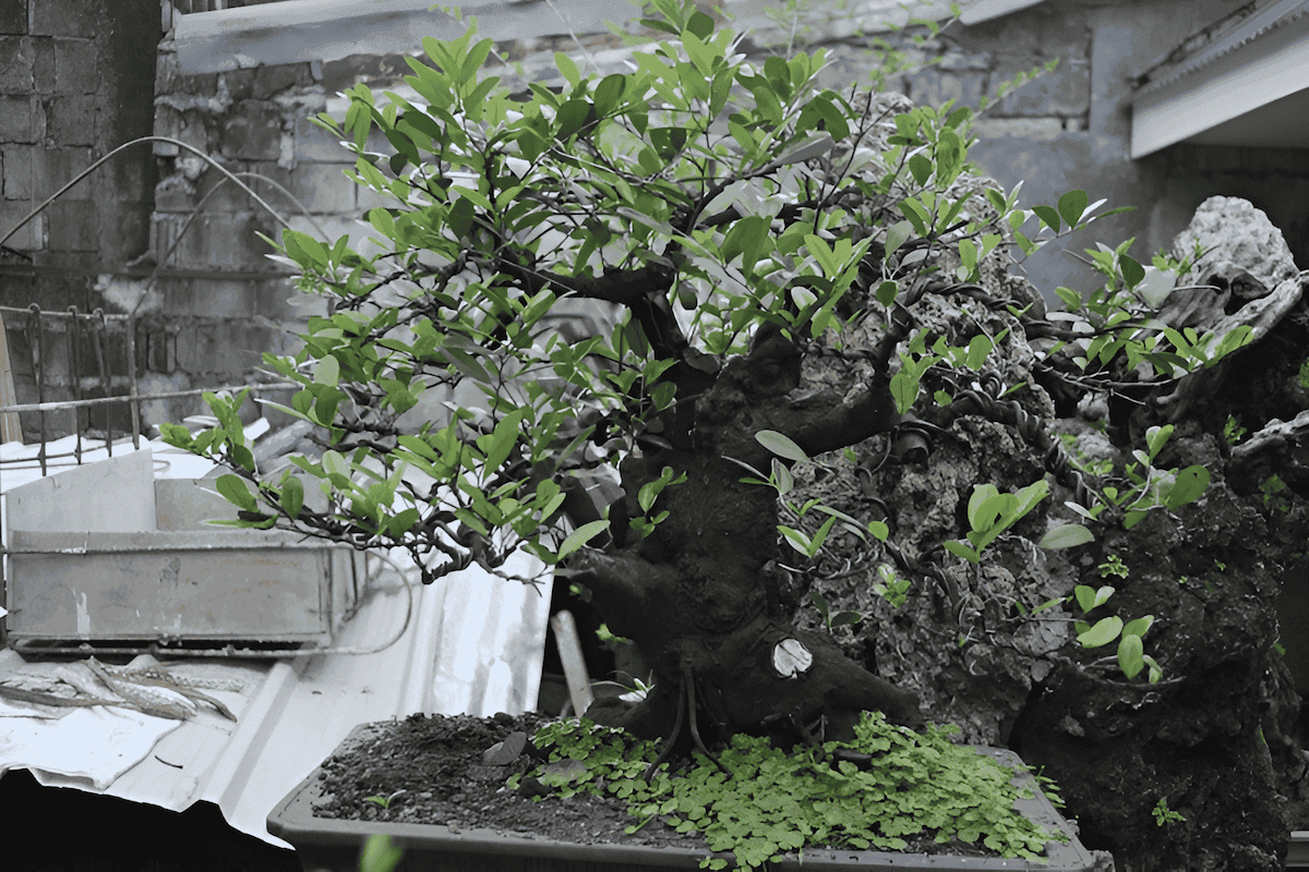 Black ebony bonsai tree