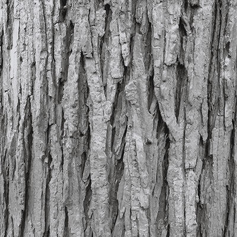 bark of an elm tree