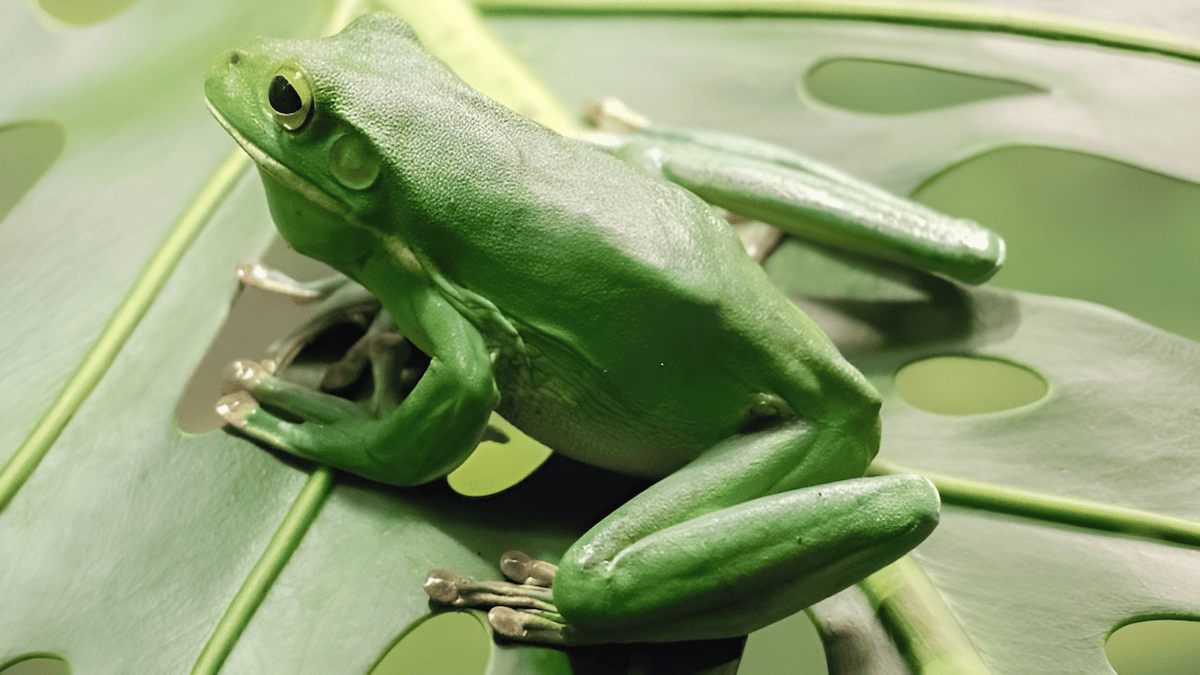 Endangered forest wildlife affected by habitat loss