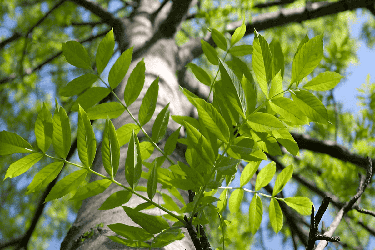 Endangered white ash trees in Connecticut