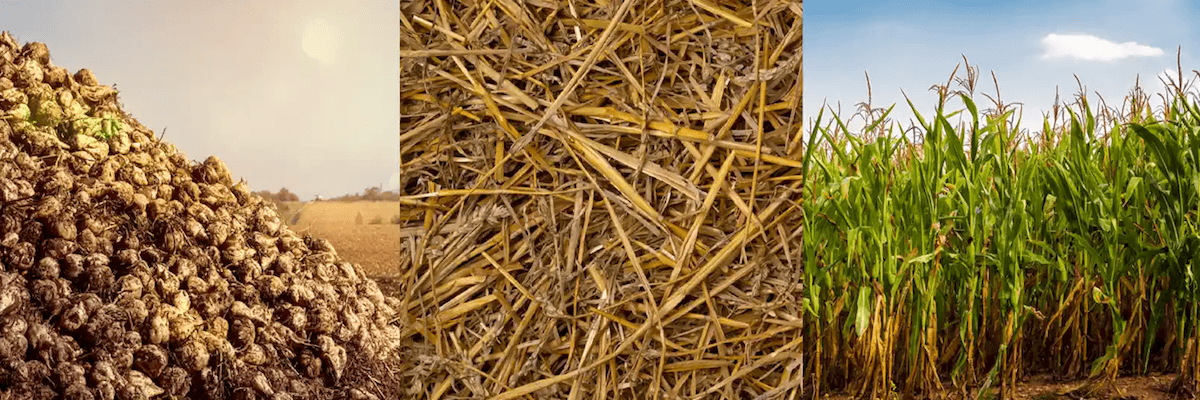 A comparsion of biomass crop profitability