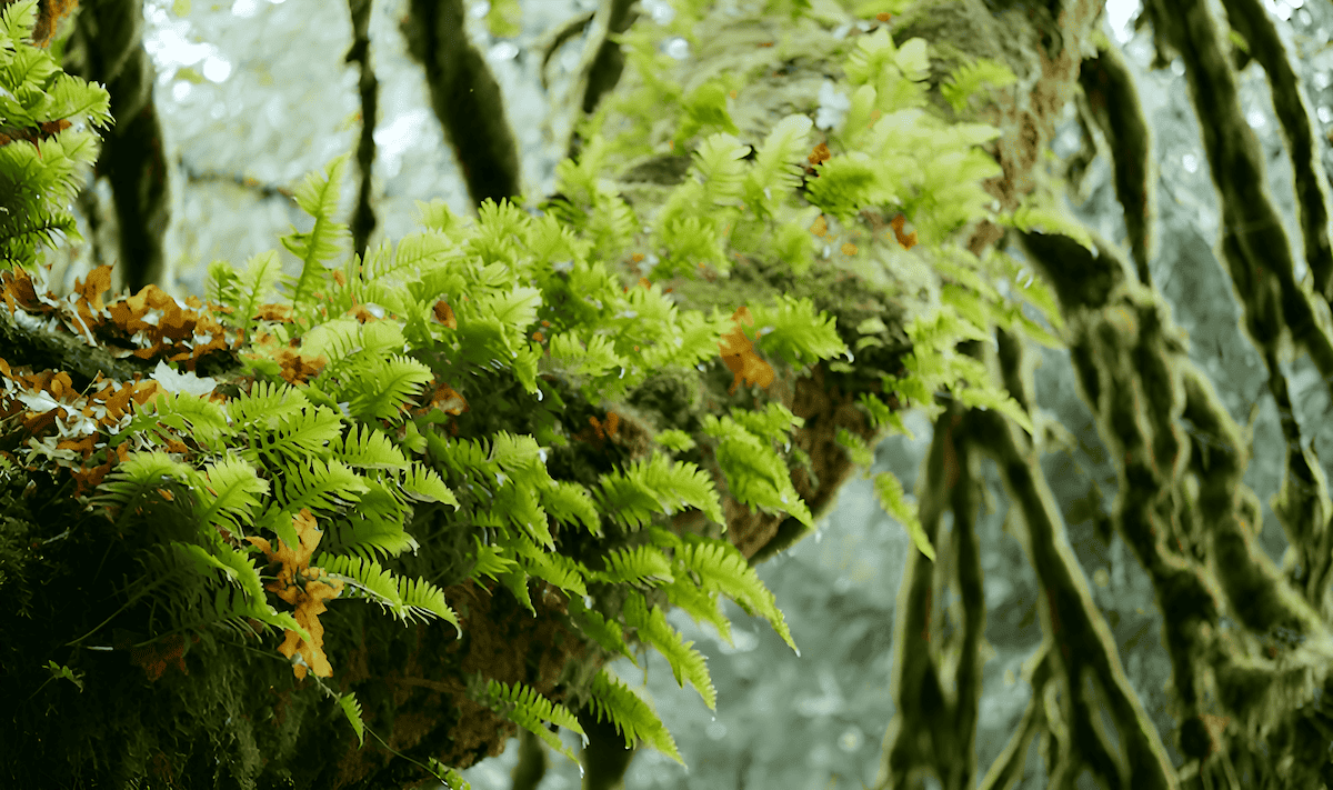 lichens and mosses growing on tree bark as epiphytes