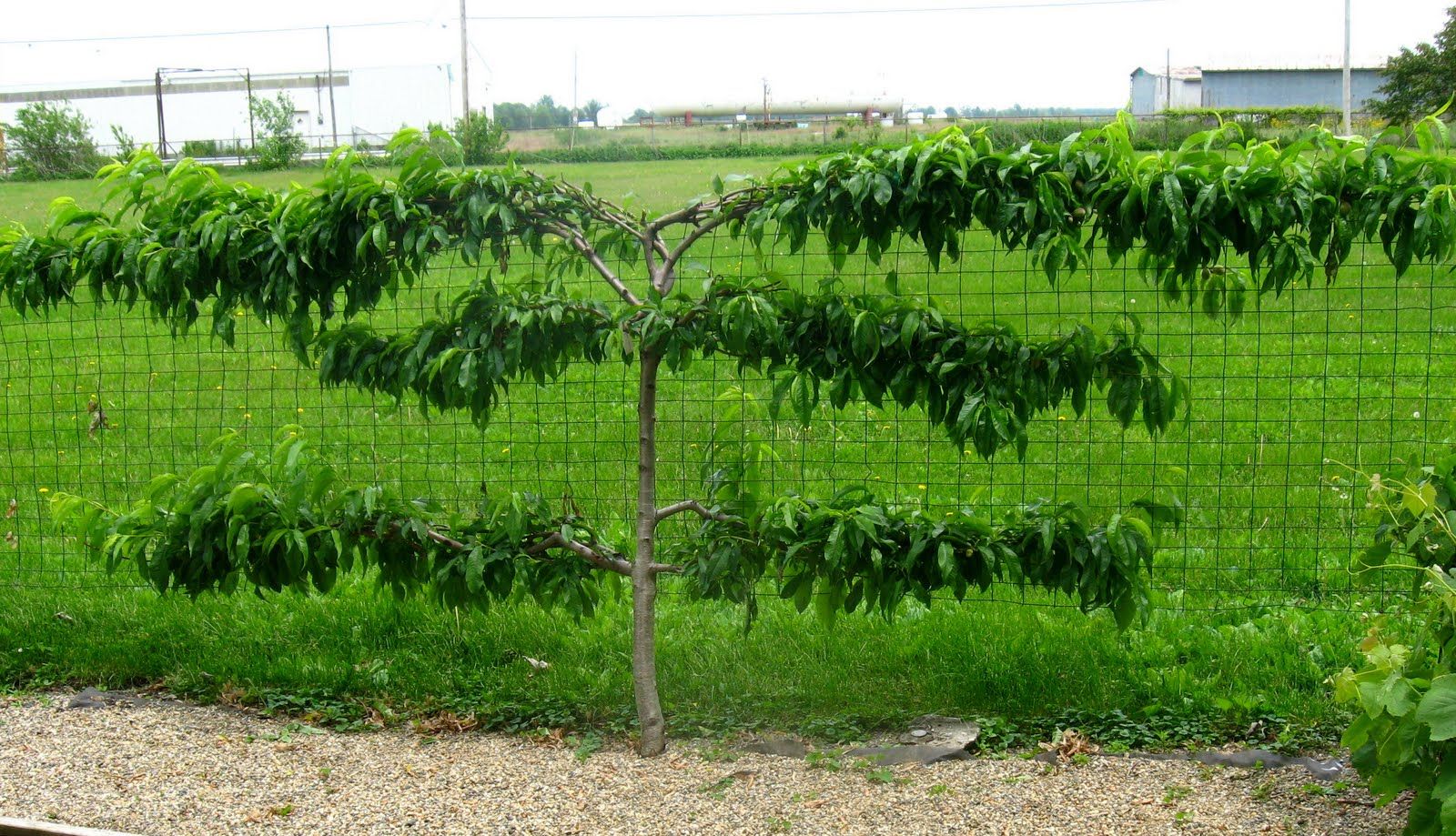 espalier fruit trees trained flat against a wall using pruning and tying