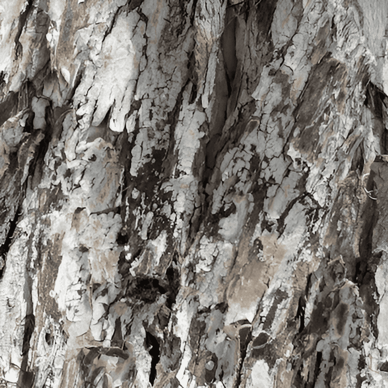 eucalyptus tree bark