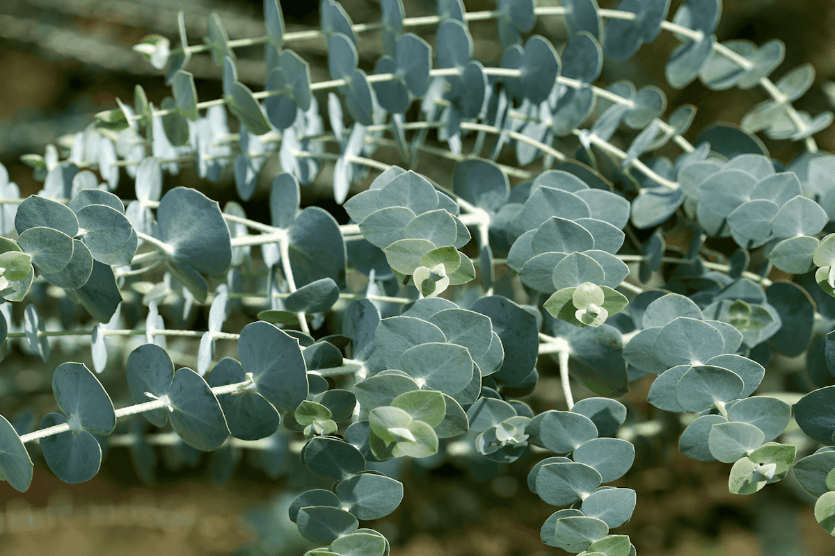 Eucalyptus tree leaves used to produce natural fabric dyes and eco prints