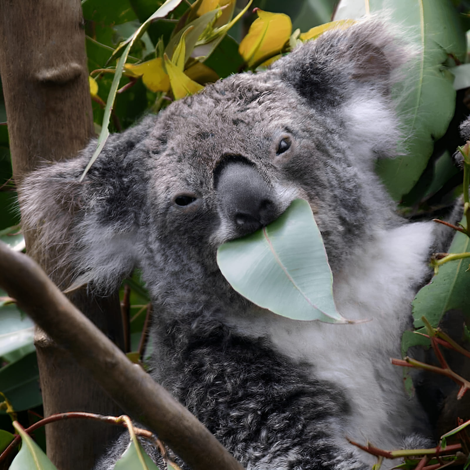 koala eating eucalyptus