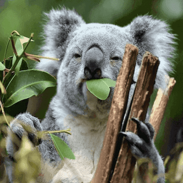 growing eucalyptus trees