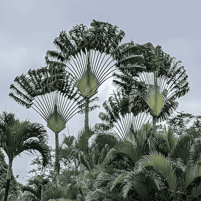 palm shaped like a fan
