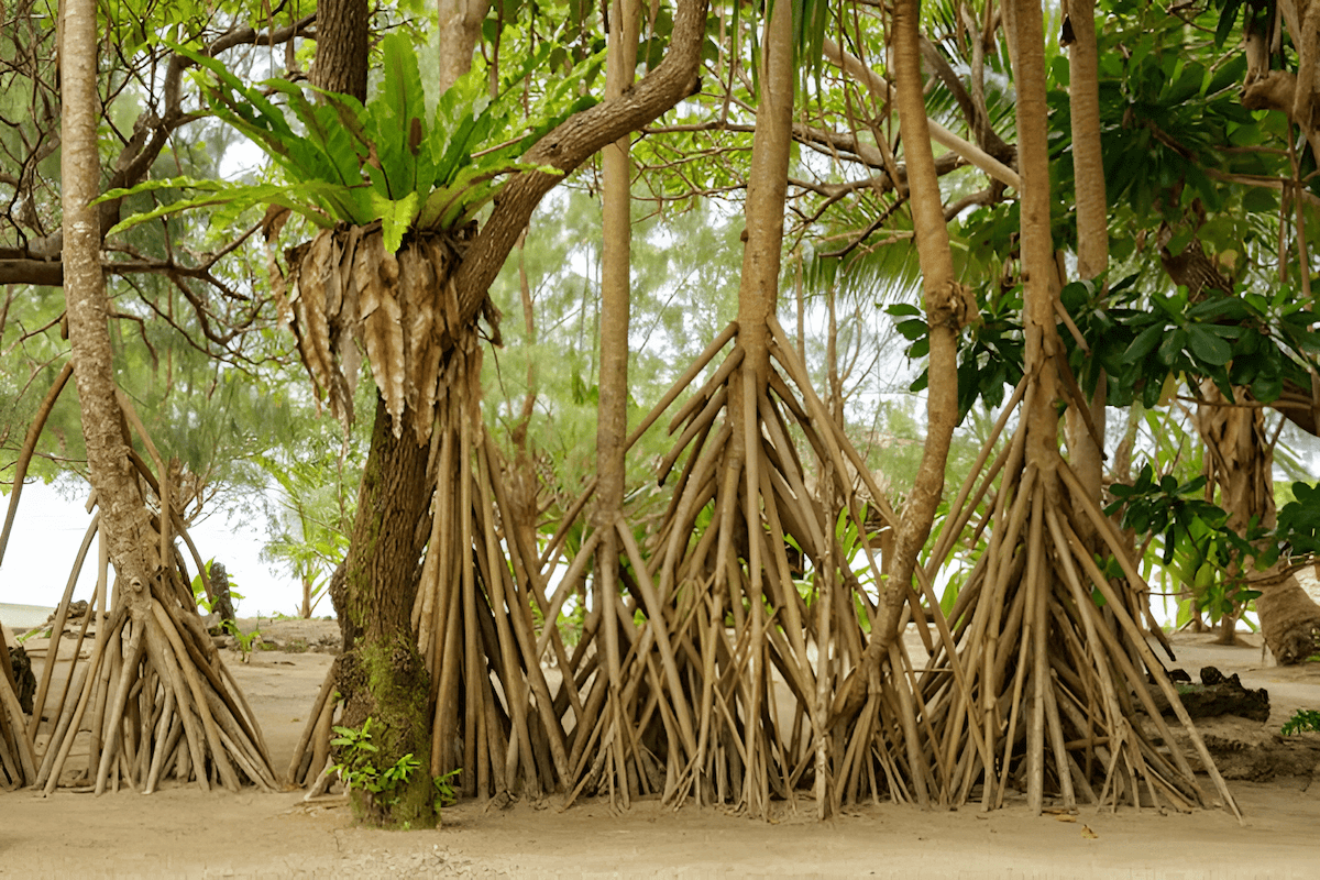 Tree ferns in a tropical rainforest understory