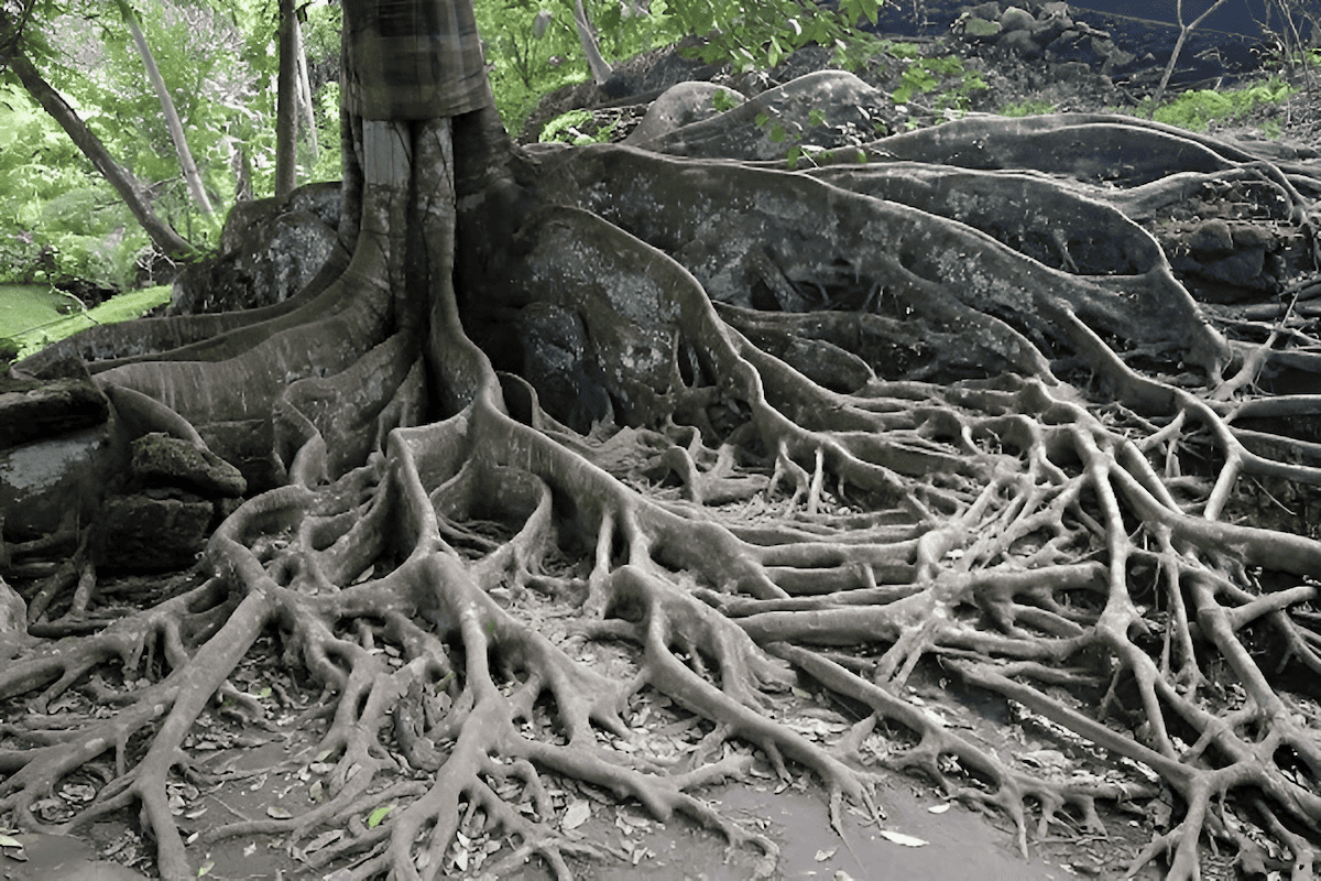 raised ground ficus tree roots lifting sidewalk