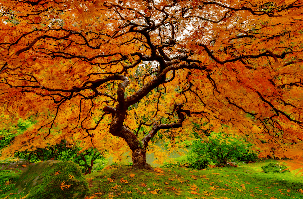 elm self carry firewood