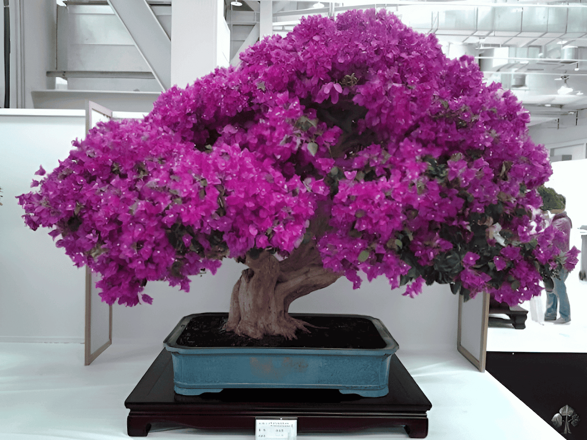 Flowering bonsai tree