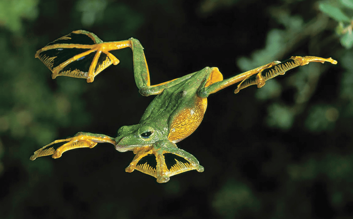 extensive skin webbing between its toes