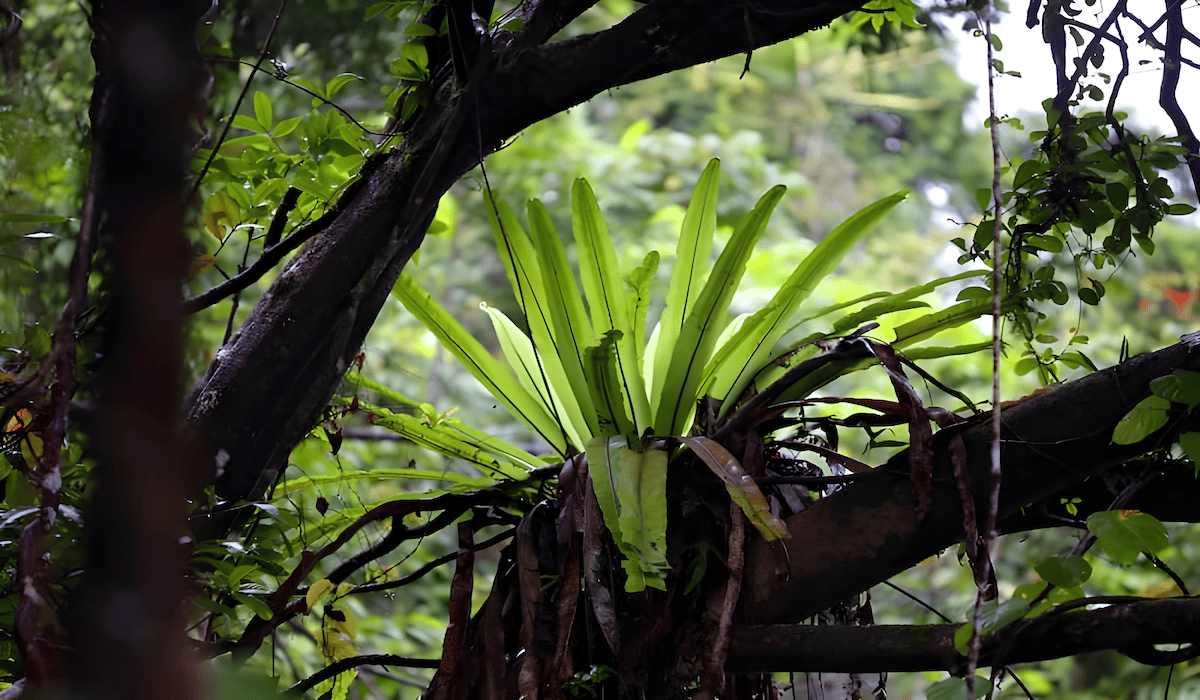 old man's beard, lungwort, and lace lichen in a forest canopy