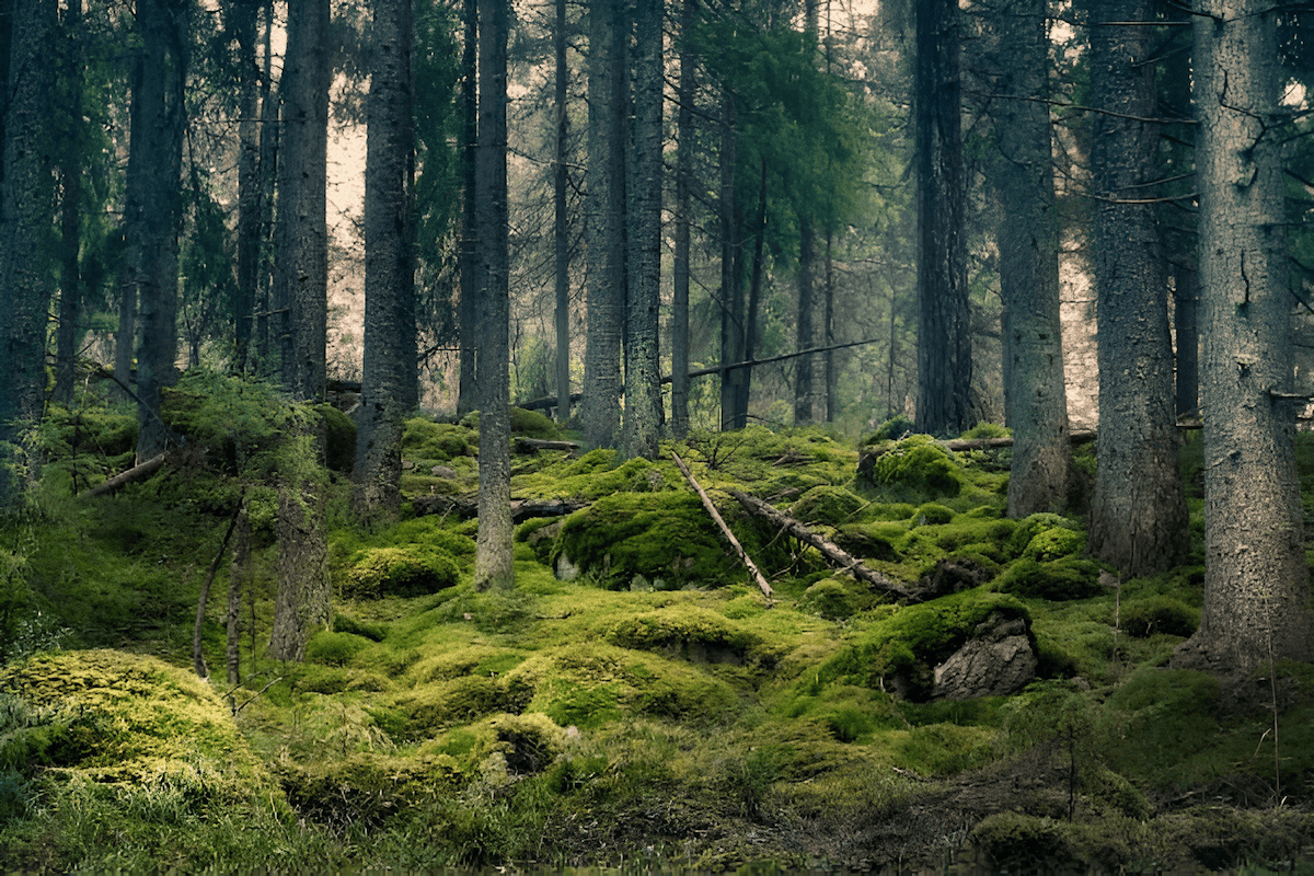 the deep forbidden forest