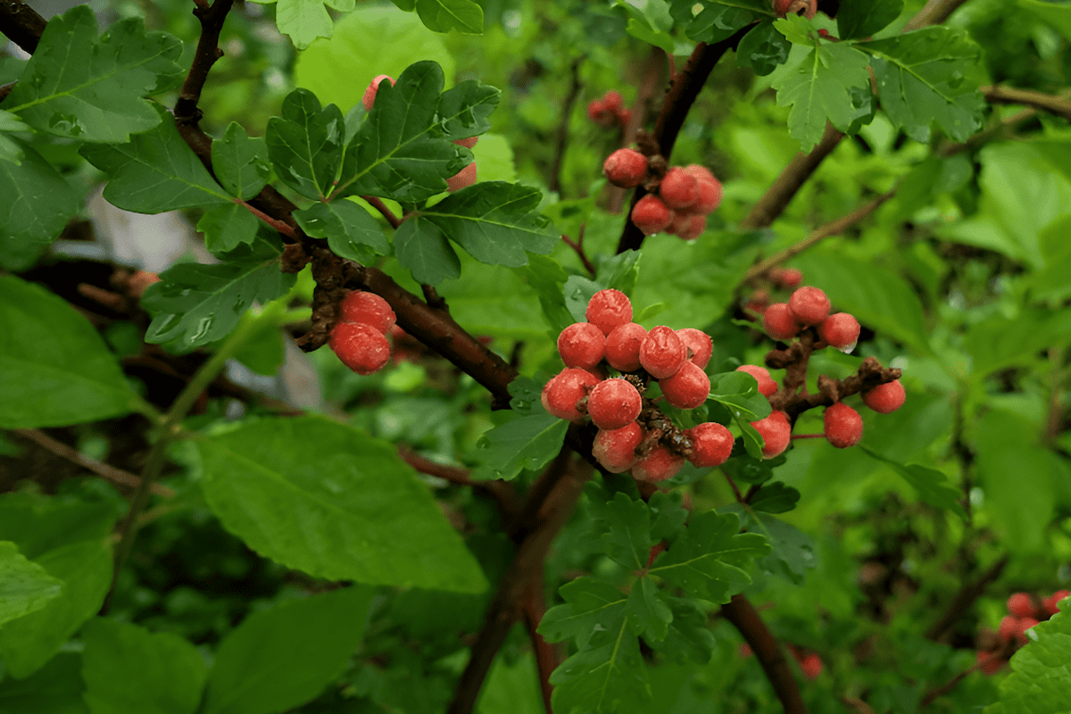 fragrant sumac shrub with colorful fall leaves and red berries