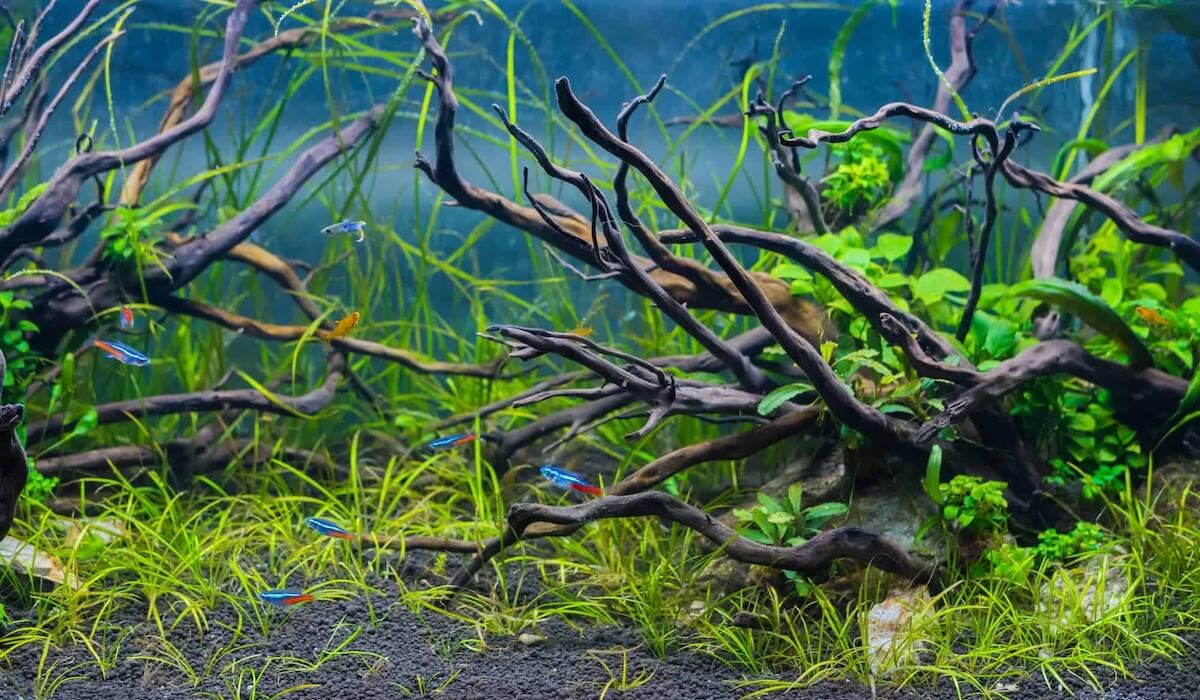 Freshwater driftwood in an aquarium creating a natural habitat for fish and aquatic plants