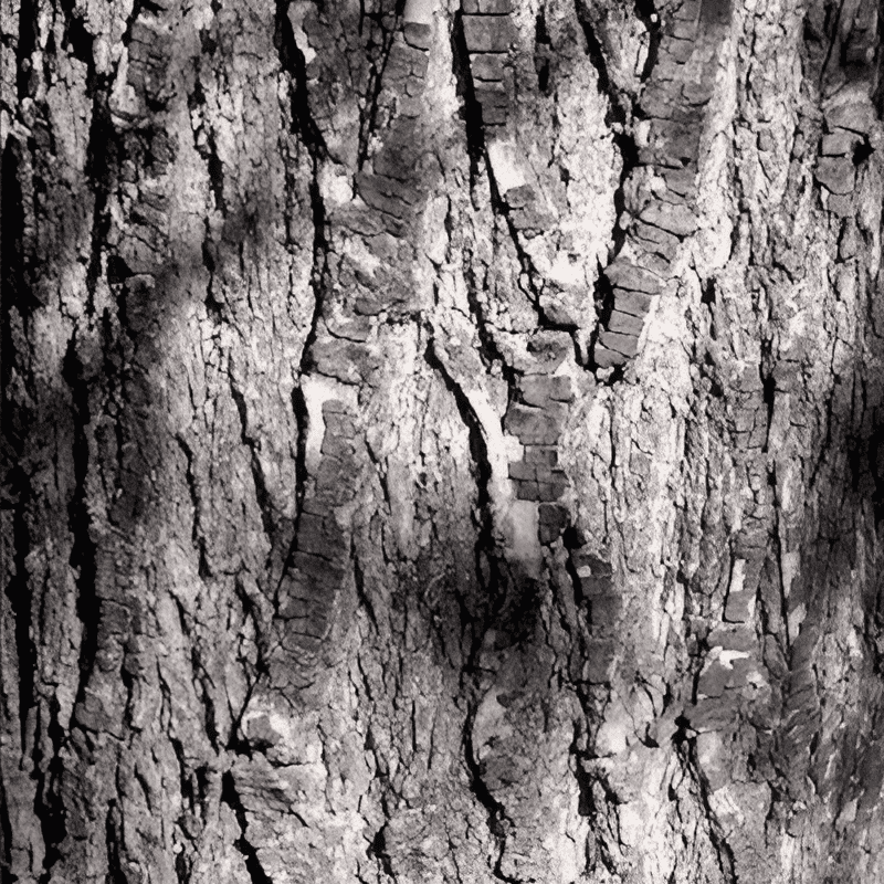 bark of a fruitwood tree