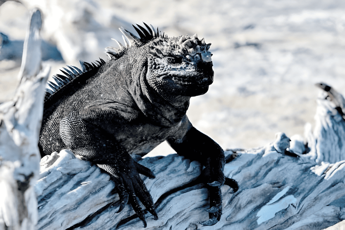 the lizards of the Galapagos islands