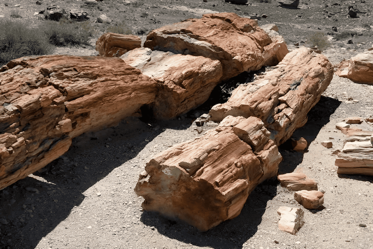 Giant petrified tree trunk in Jasper Forest area of Petrified Forest National Park