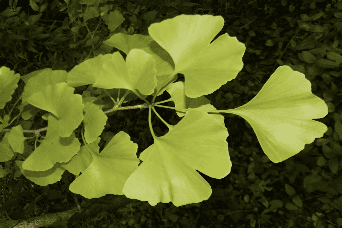 Ginkgo biloba leaves used in traditional herbal medicine