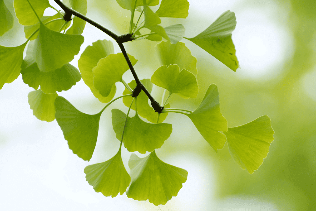 Japanese ginko tree