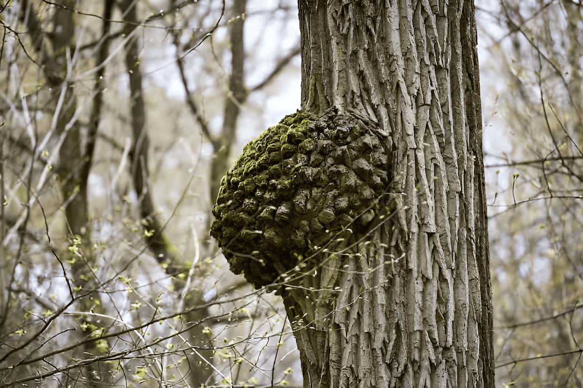 Burl wood growing on the side of the trunk of a green ash tree