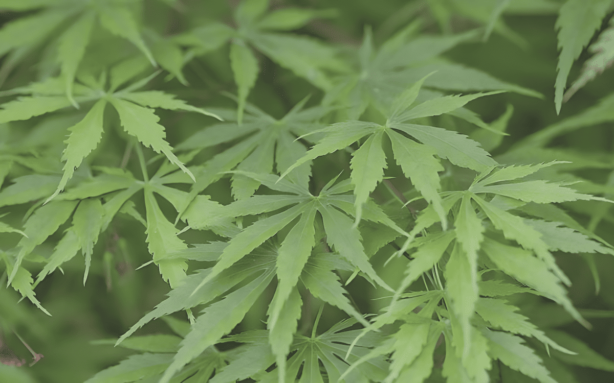 Green Cascade Japanese maple with lush green foliage