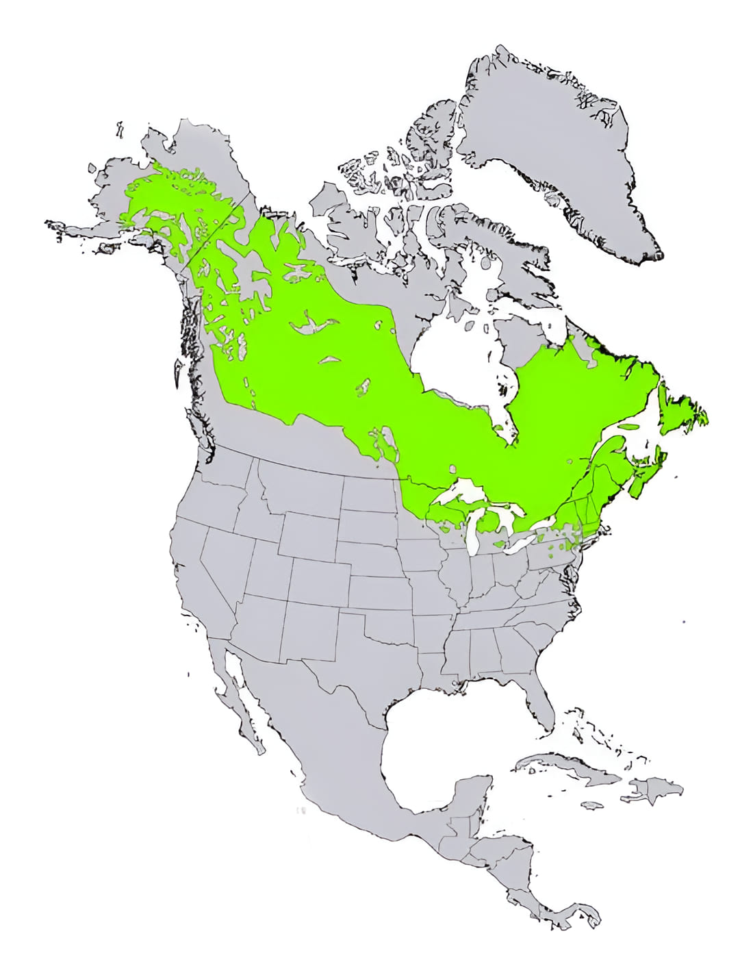 North American growing zone map highlighting black spruce growing zones 1 to 5