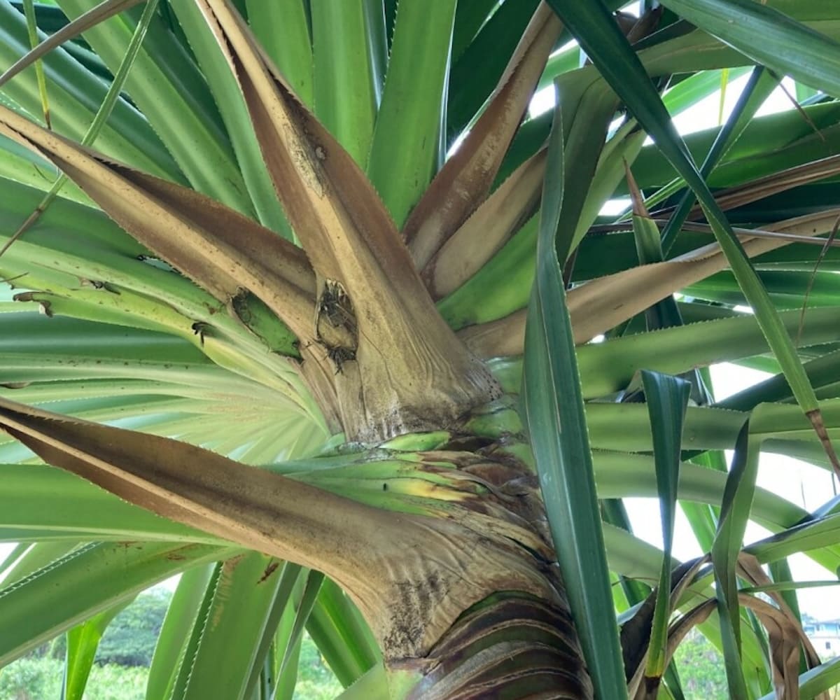 hawaiian island kaua hala tree