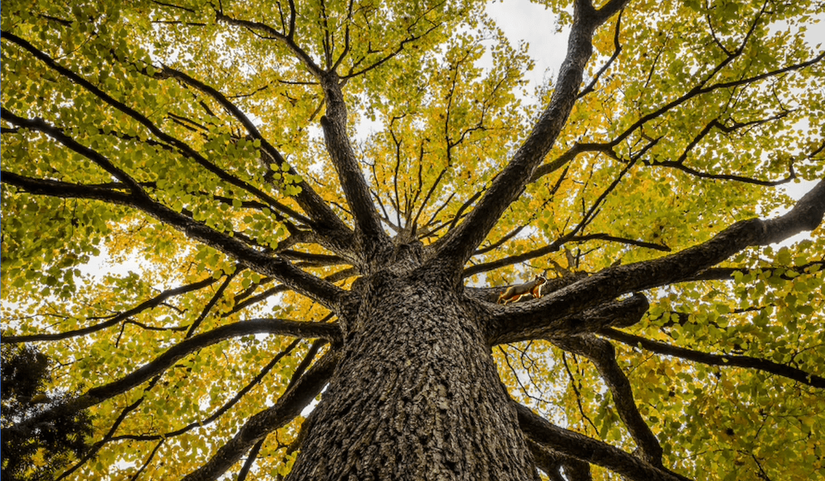 Mature elm tree in the forest