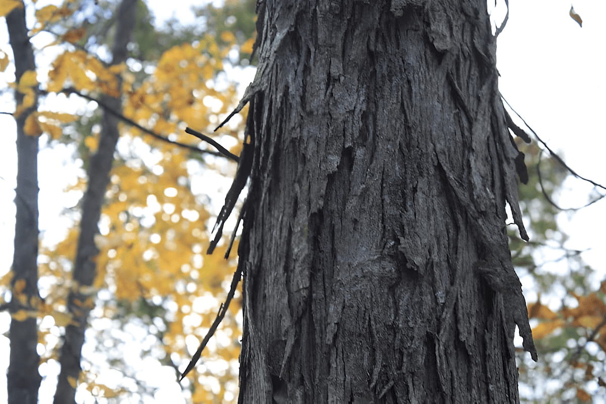 hardwood tree bark with deep ridges and furrows used for tree identification