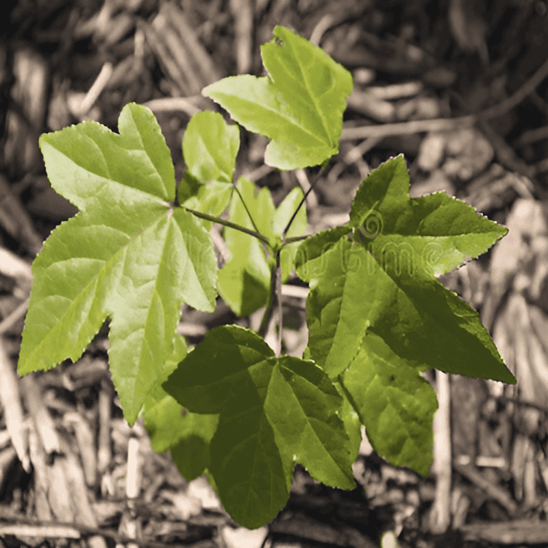 hardwood tree seedling one year after transplant