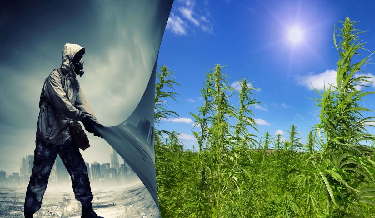 Growing hemp crops for biomass