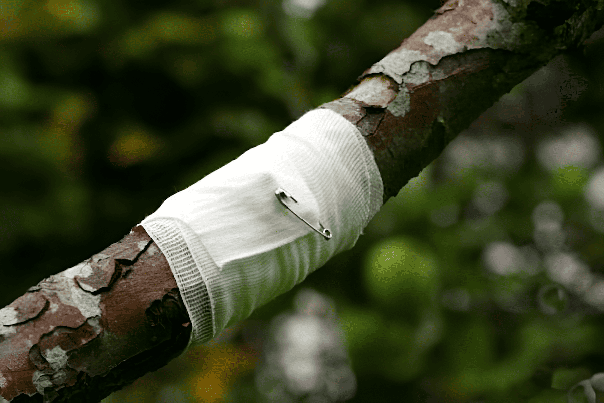 arborist repairing damage to a tree with a protective bandage