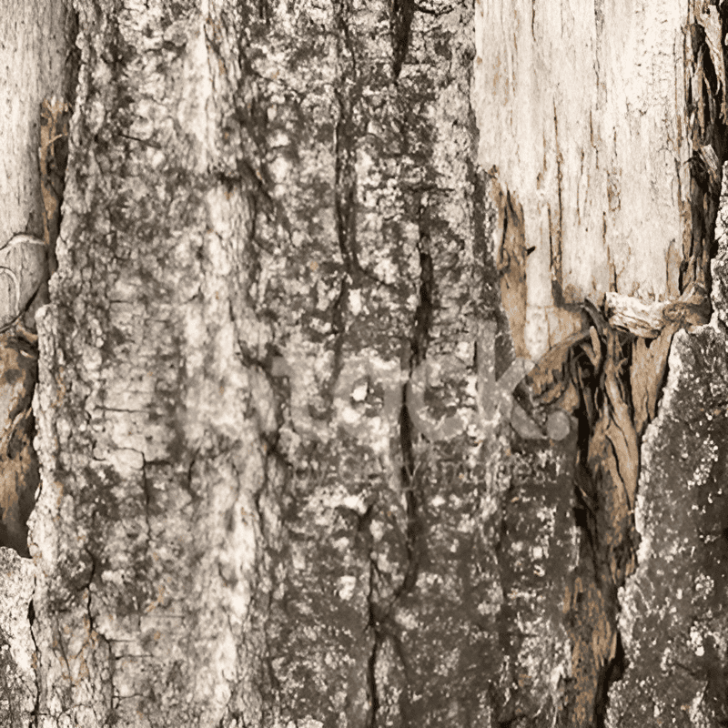 bark of a hybrid poplar tree