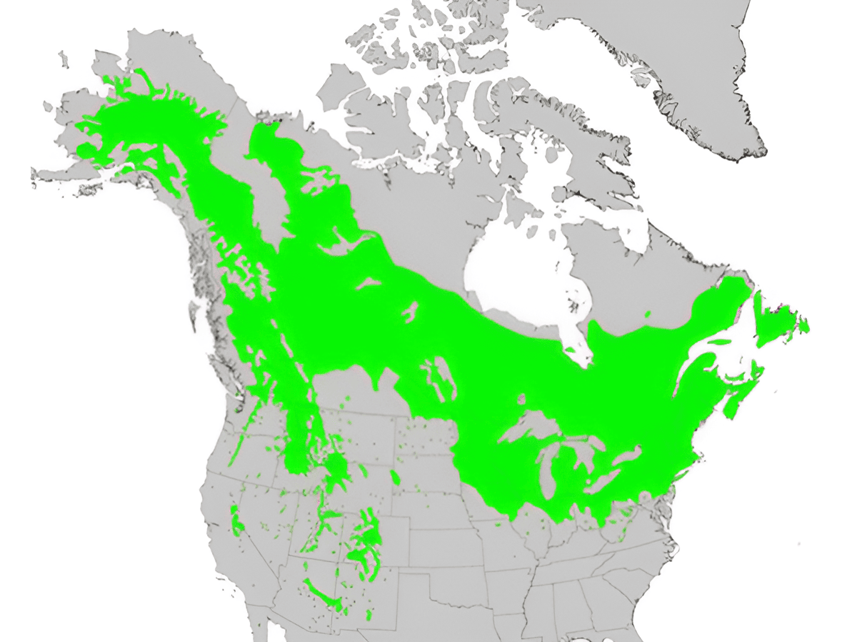 north american hybrid poplar growing zone map