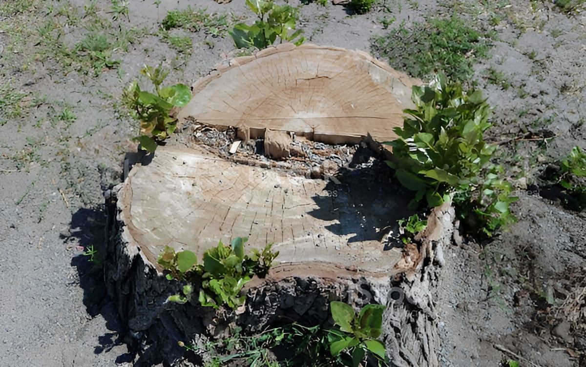 poplar tree seedling growing from a poplar tree stump