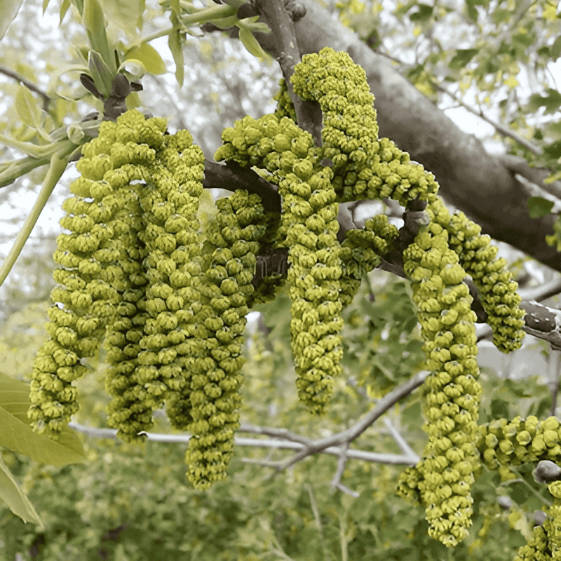 hybrid poplar tree farm