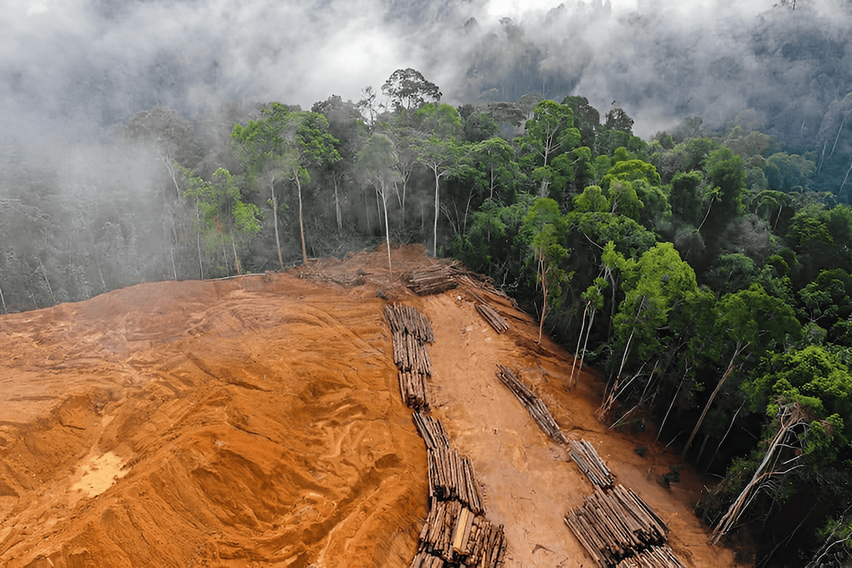 Illegal logging activity and unauthorized timber extraction