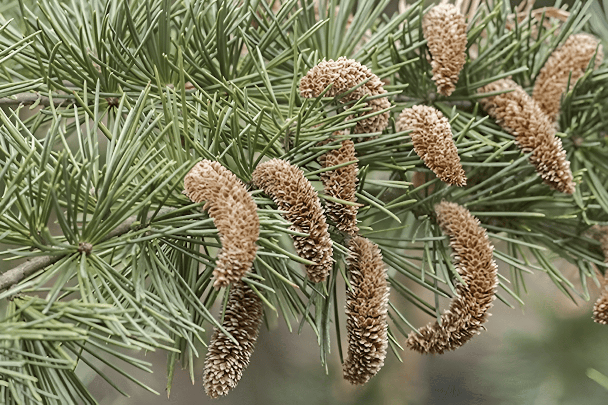 Indian cedar or deodar trees in the Himalayas