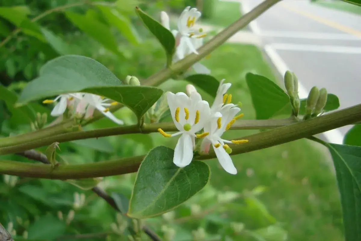Amur honeysuckle (Lonicera maackii) thicket