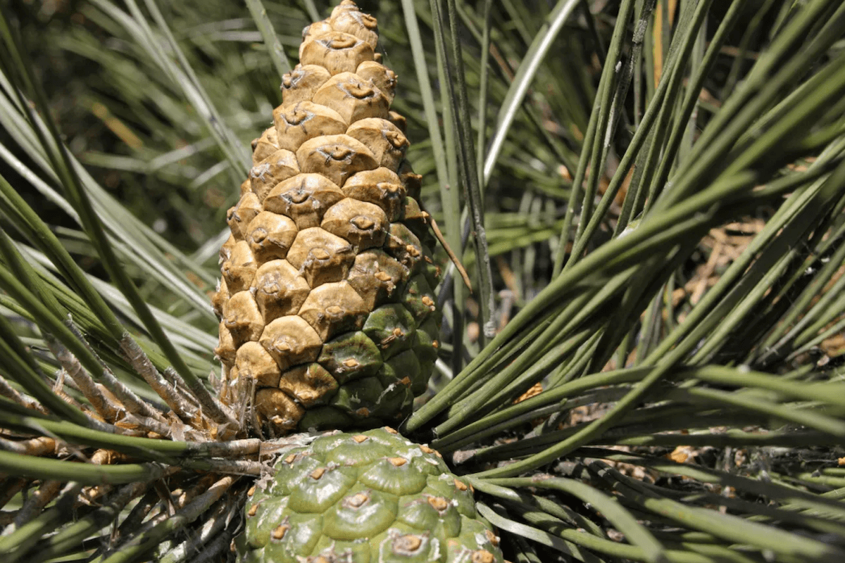 Austrian pine (Pinus nigra) needles