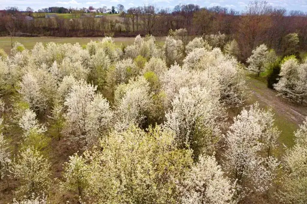 Callery pear (Bradford pear) in bloom