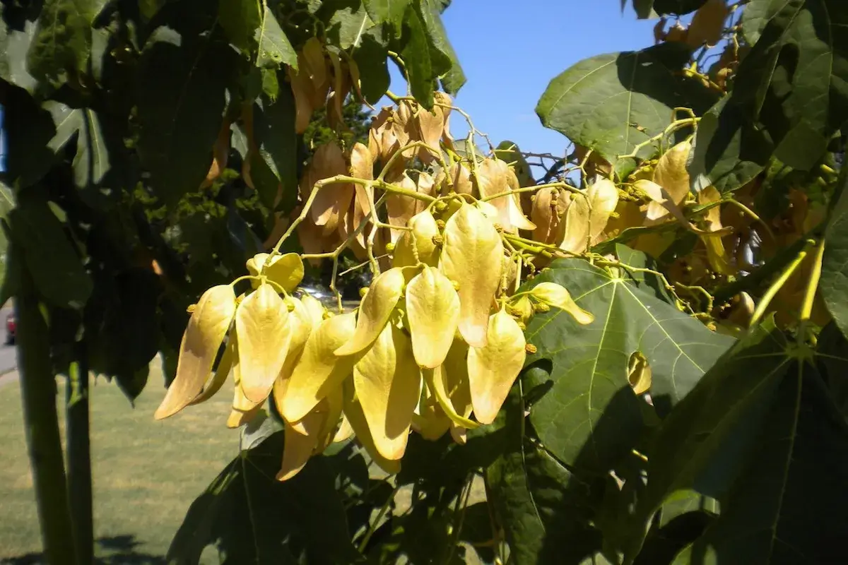 Chinese parasol tree (Firmiana simplex) in flower